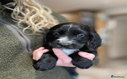 Cocker Spaniel dogs for sale: Gorgeous KC Cockers with blue roan features - Image 13