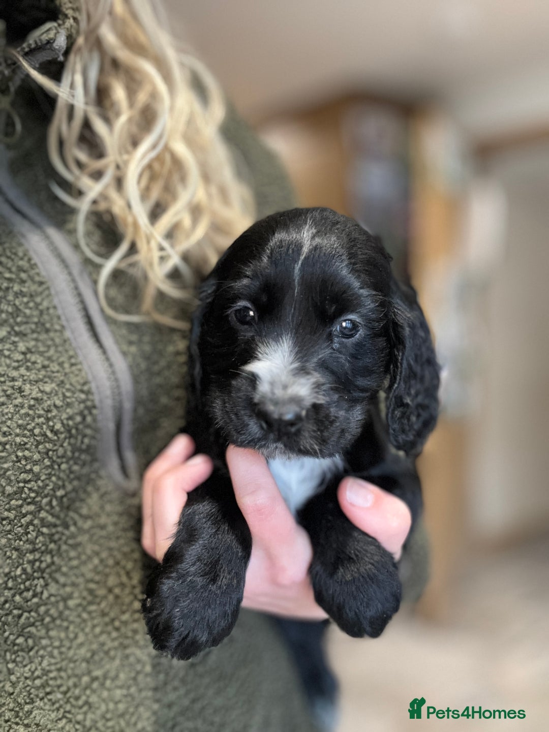 Cocker Spaniel dogs for sale: Gorgeous KC Cockers with blue roan features - Image 13