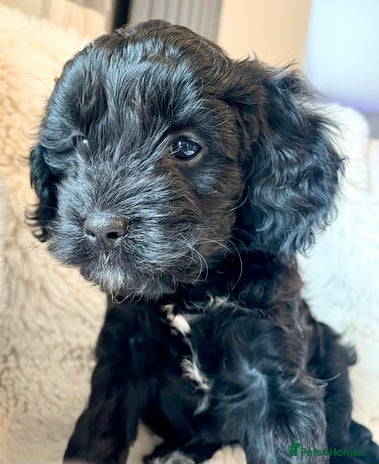 Cavapoo dogs Cavapoo - Advert 1