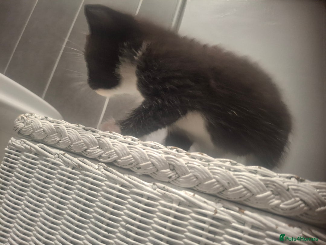 Mixed Breed cats for sale: 3 kittens  - Image 7