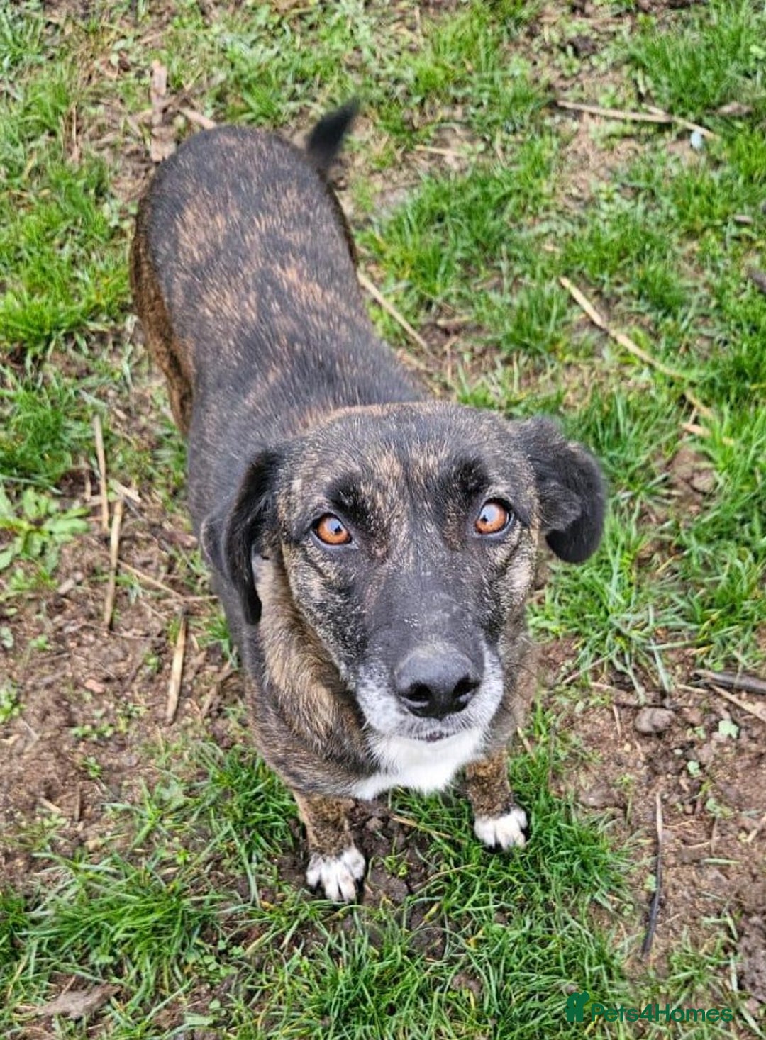 Mixed Breed dogs for adoption: LOLA – Gentle Soul, Bright Eyes & Pure Devotion🤍 - Advert 1