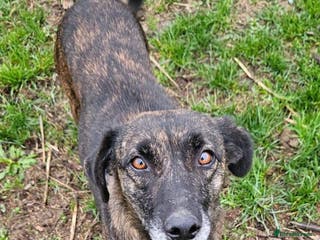 Mixed Breed dogs LOLA – Gentle Soul, Bright Eyes & Pure Devotion🤍 - Advert 1