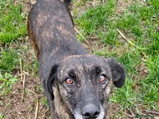 Mixed Breed dogs LOLA – Gentle Soul, Bright Eyes & Pure Devotion🤍 - Advert 18