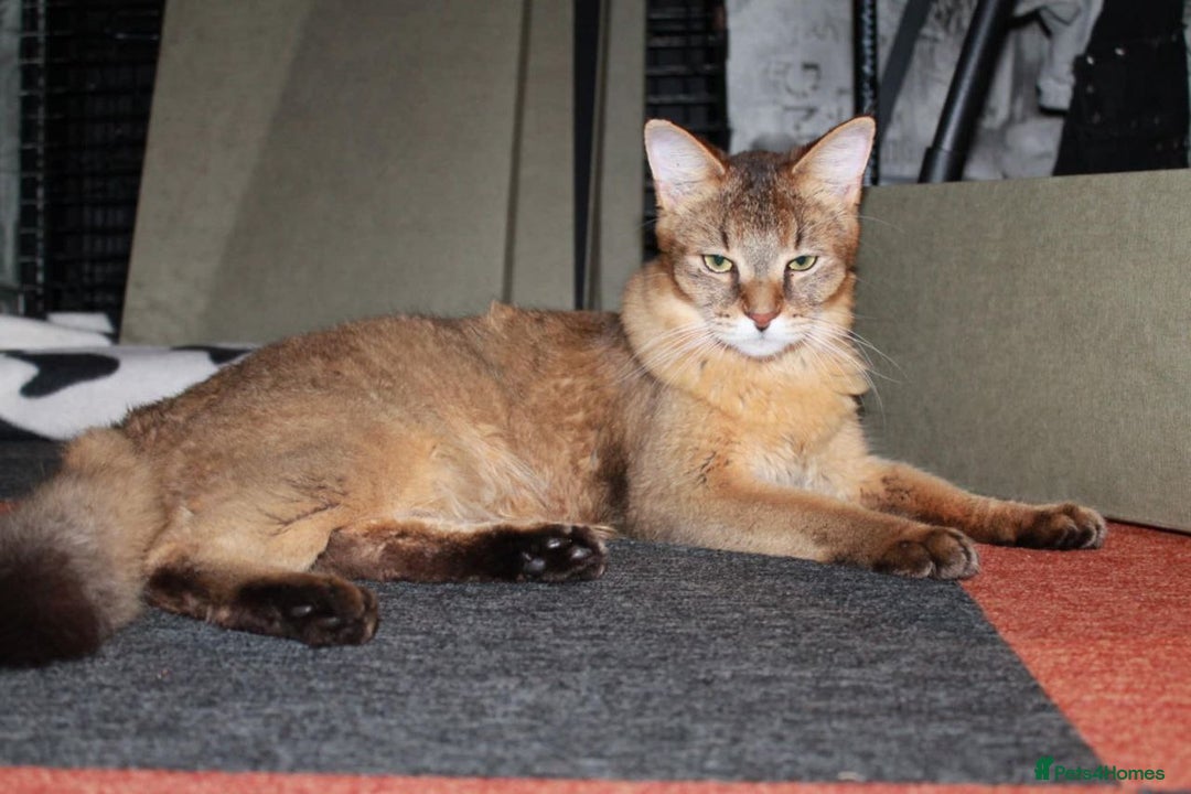 Chausie cats for sale: Chausie F6  - Advert 6