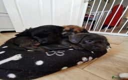 Mixed Breed dogs for sale: Little bundles of schweenie love!  - Image 38