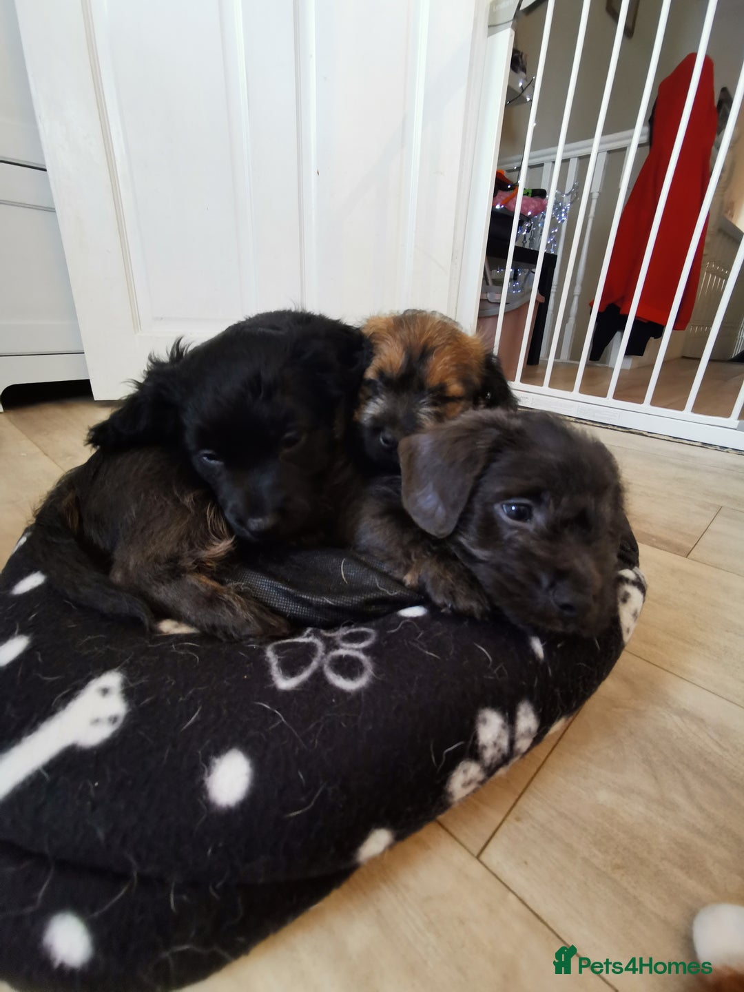 Mixed Breed dogs for sale: Little bundles of schweenie love!  - Image 38