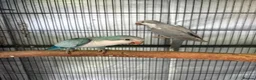 Parrots birds for sale: Hand raised Quaker Parrots - Advert 1
