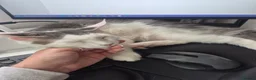 Maine Coon cats for sale: Stunning Pure Maine Coon Kitten - Advert 30