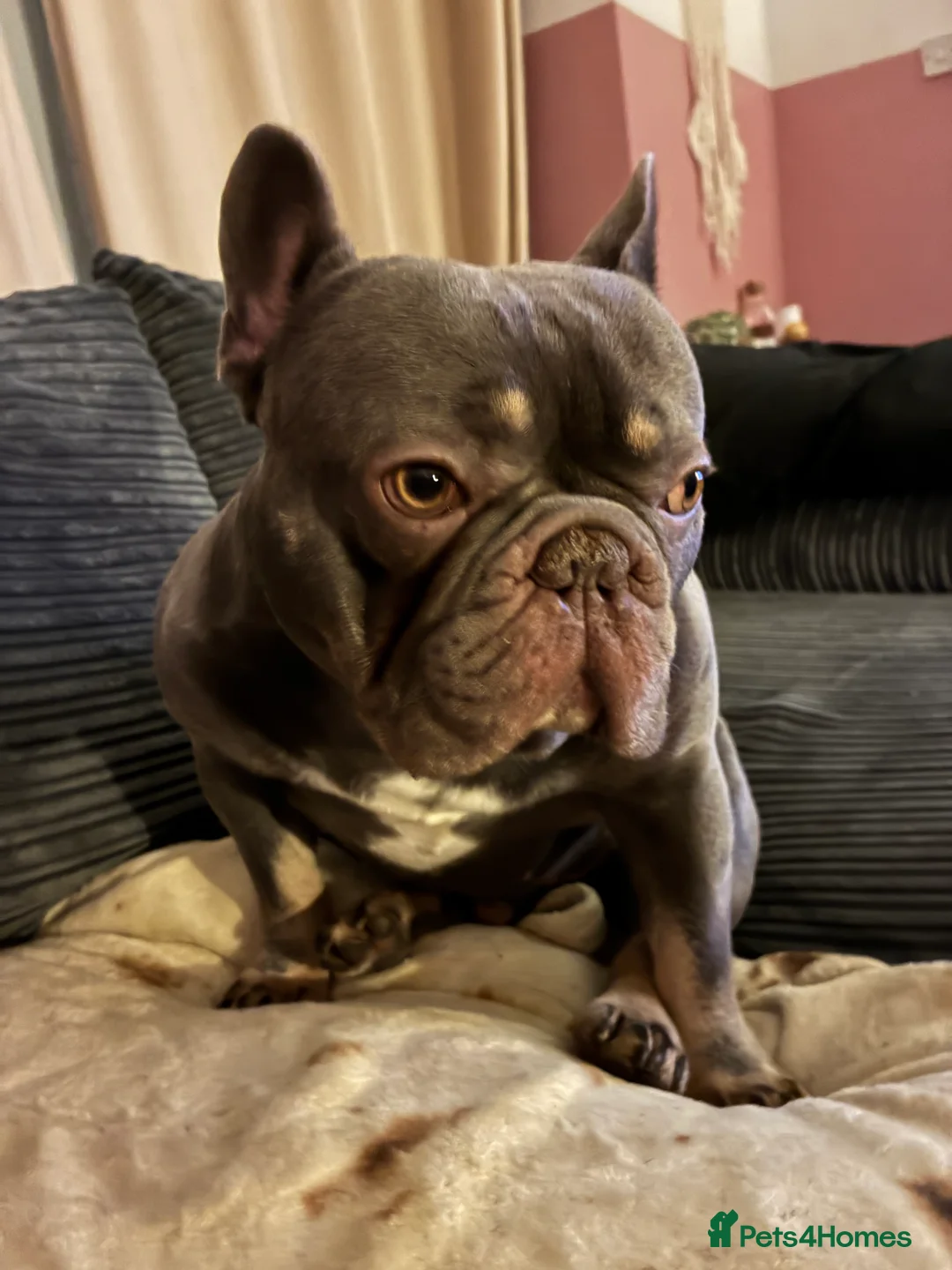 French Bulldog dogs for stud: French Bulldog - Advert 2