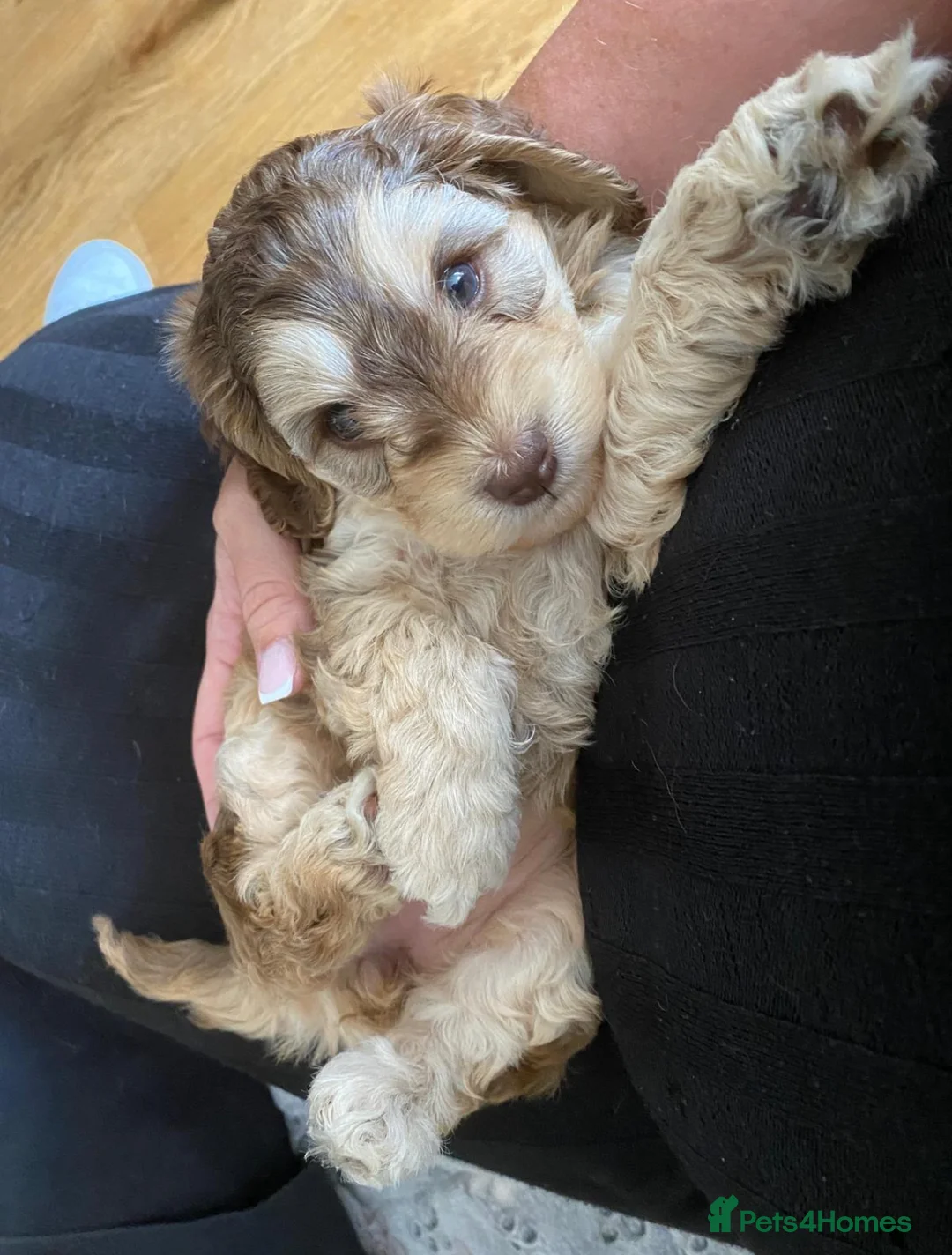 Miniature Poodle dogs for stud: Chocolate Phantom Merle Mini Poodle Stud in Ringwood - Advert 28