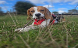 Beagle dogs for stud: BEAGLE. (FOR STUD ONLY) - Image 3