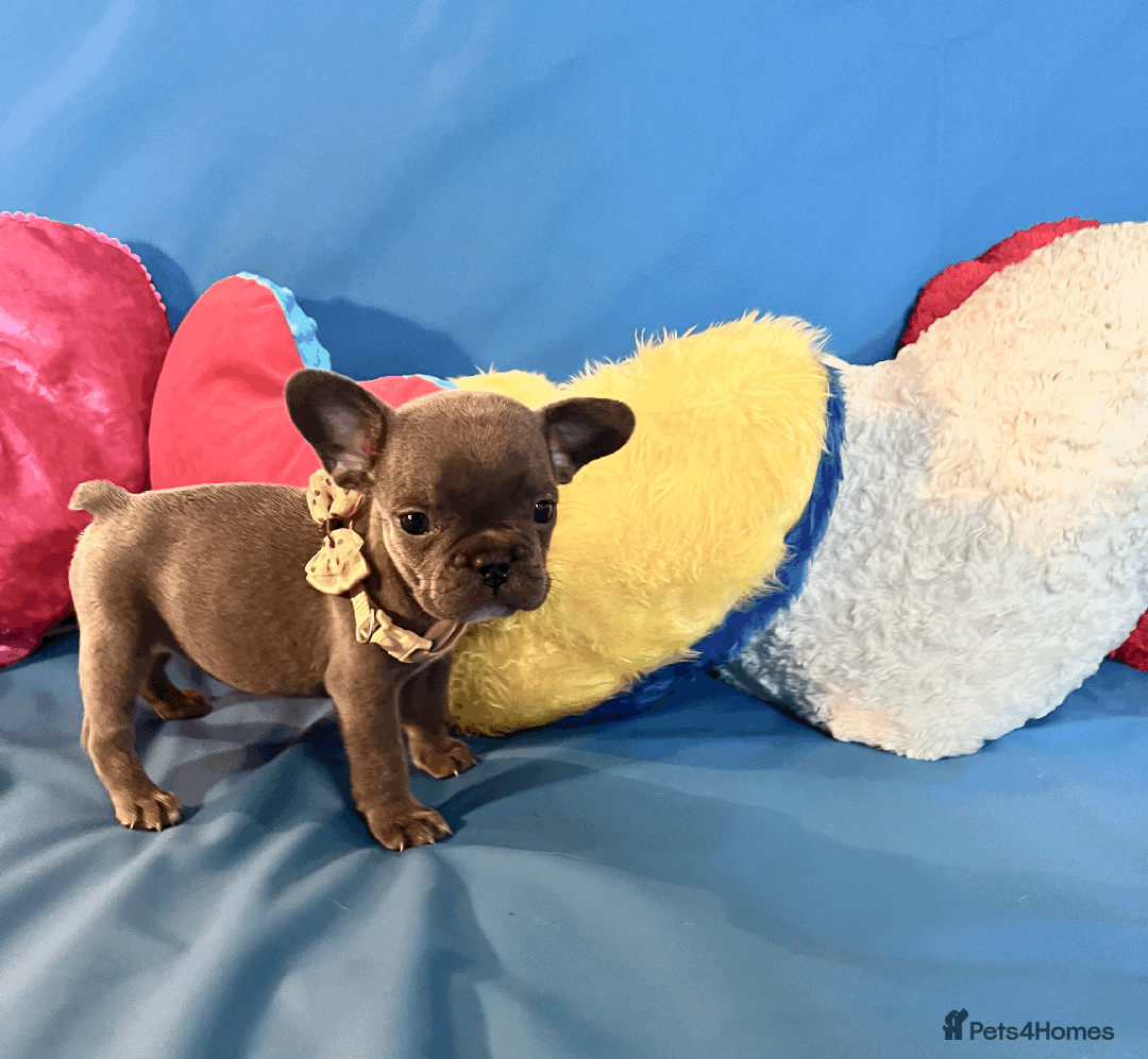 French Bulldog dogs for sale: Adorable Puppies Looking for a New Home! - Image 14