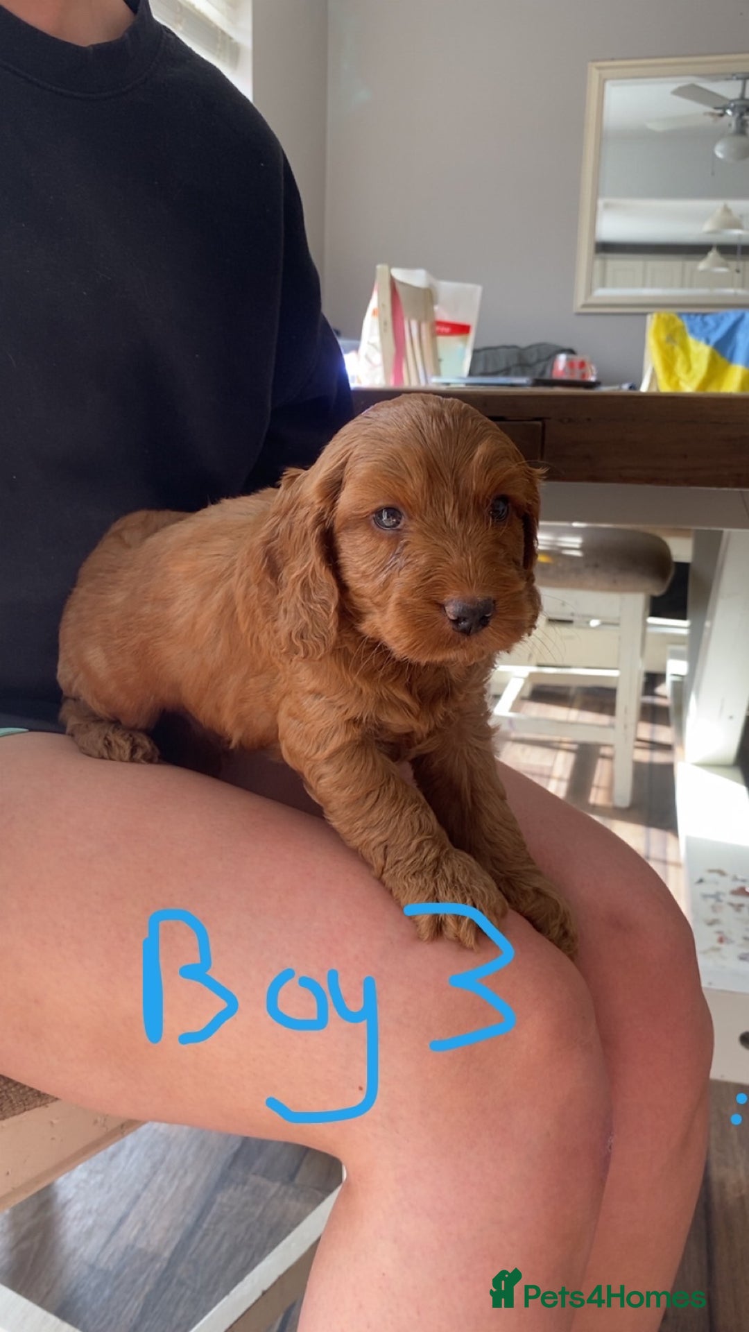 Cockapoo dogs for sale: F1 cockapoos (Northern Ireland) - Image 8