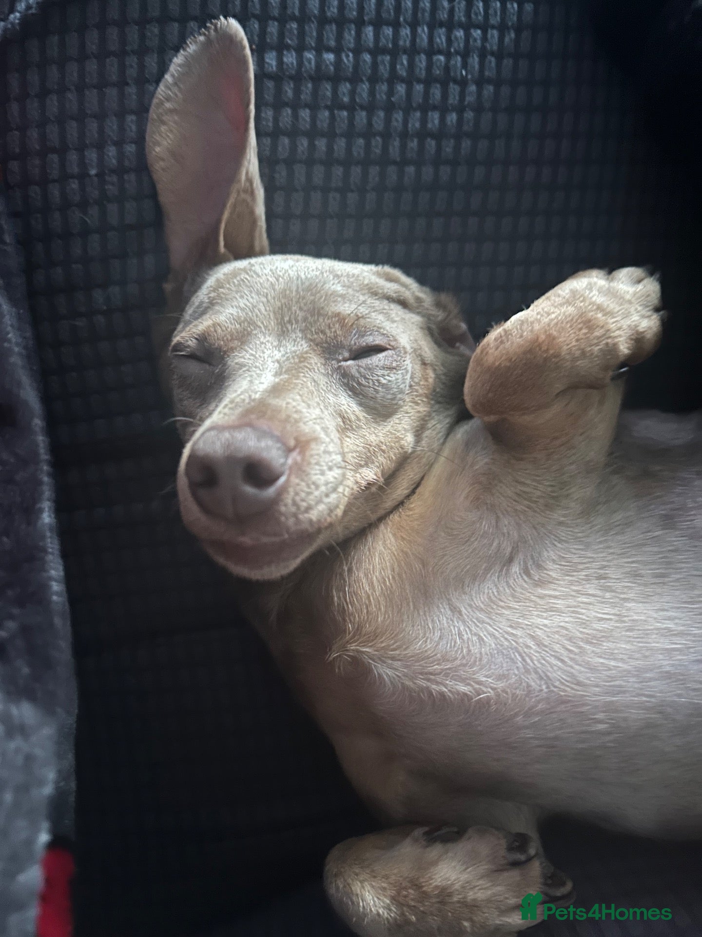 Miniature Dachshund dogs 3 year old dachshund female  - Advert 1