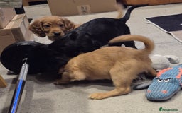Cocker Spaniel dogs for sale: Cocker Spaniel Puppies for Sale - Image 6