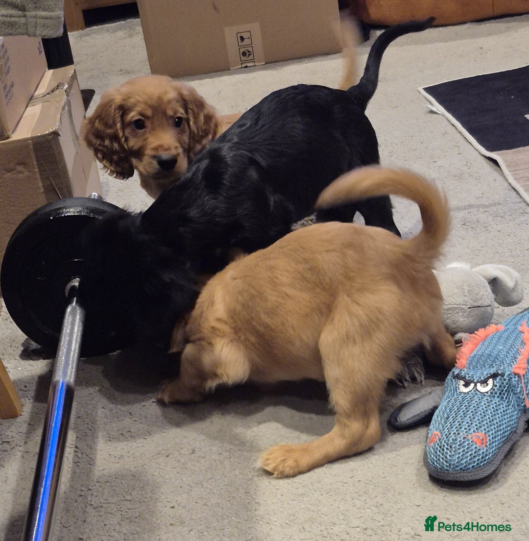 Cocker Spaniel dogs for sale: Cocker Spaniel Puppies for Sale - Image 6