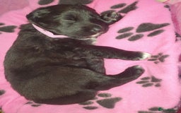 Mixed Breed dogs for sale: German Shepherd x collie - Image 4