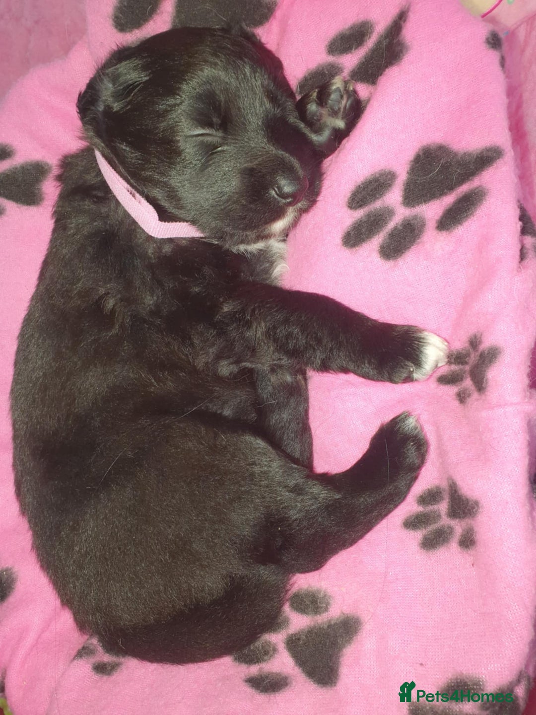 Mixed Breed dogs for sale: German Shepherd x collie - Image 4