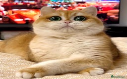British Shorthair cats for sale: 🧡Exceptional golden British Shorthair🧡 - Image 19