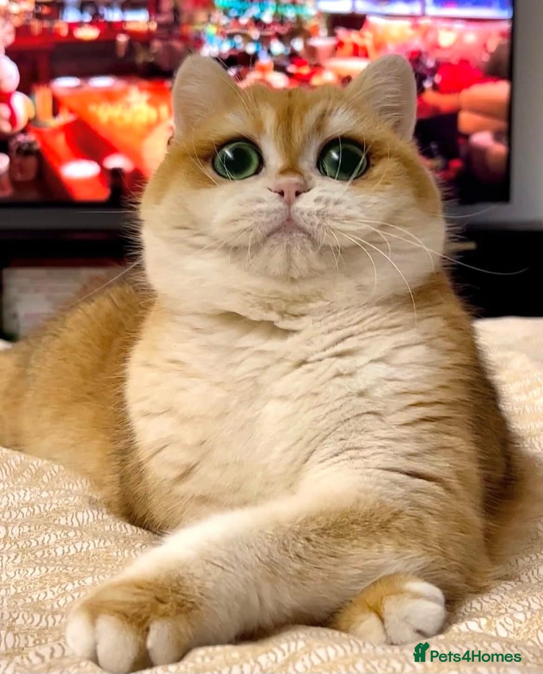 British Shorthair cats for sale: 🧡Exceptional golden British Shorthair🧡 - Image 19