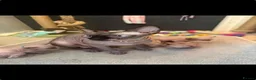 Sphynx cats for sale: 5 star kittens for 5 star homes - Advert 6
