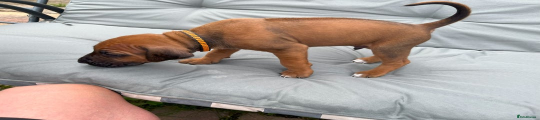 Rhodesian Ridgeback Puppy 8 Black & Orange