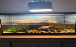 Turtle reptiles for sale: Reeves turtle & enclosure  - Image 1