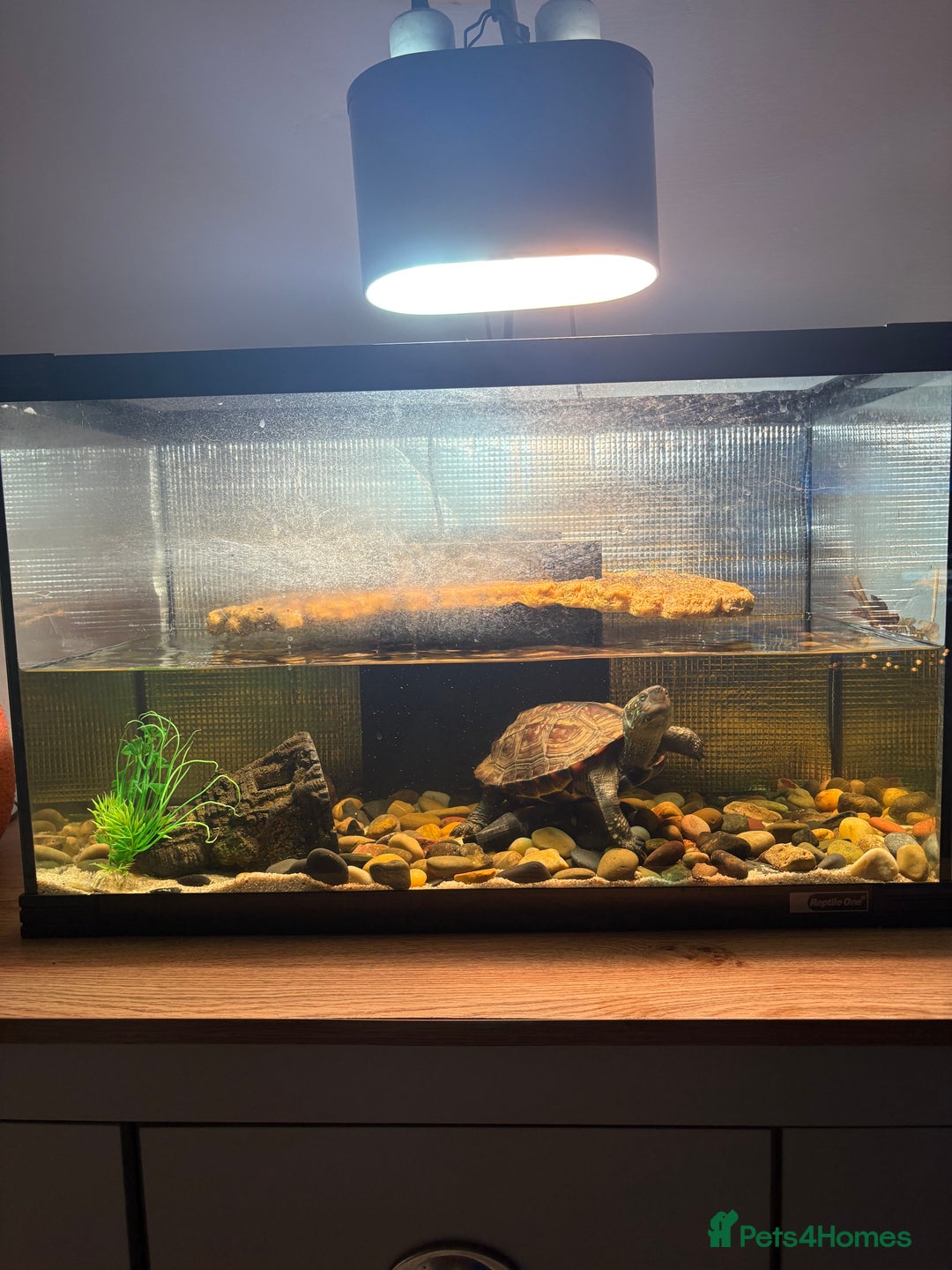 Turtle reptiles for sale: Reeves turtle & enclosure  - Image 1