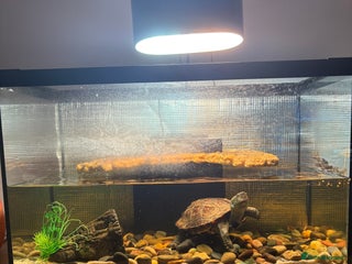 Turtle reptiles - Advert 14