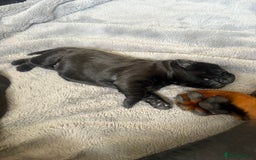 Mixed Breed dogs for sale: 3 beautiful boys for sale  - Image 16