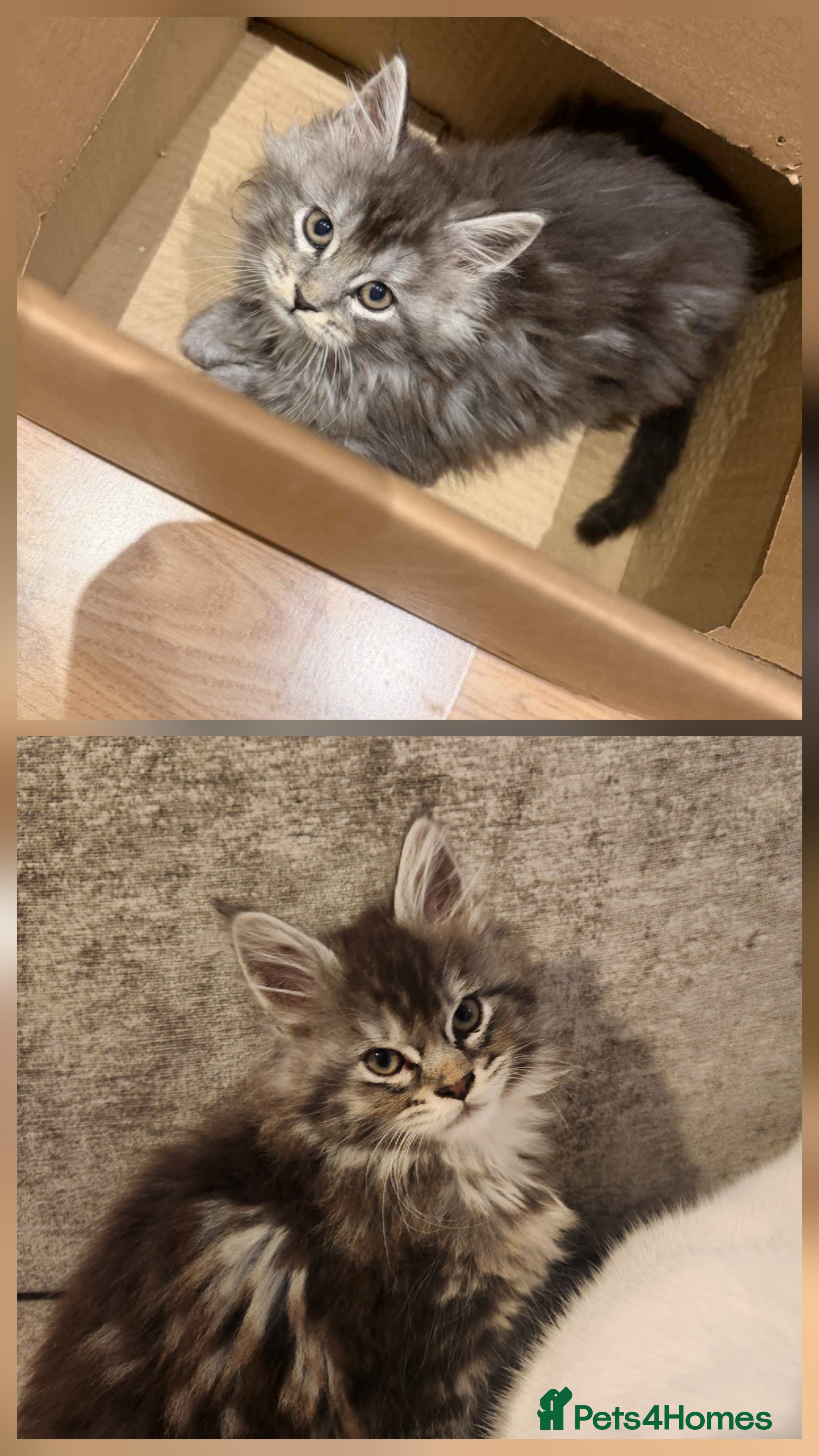 Maine Coon cats Pure Maine coon kittens 2 females only left - Advert 11