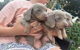 Dachshund dogs for sale: Beautiful dachshund puppies  - Image 12