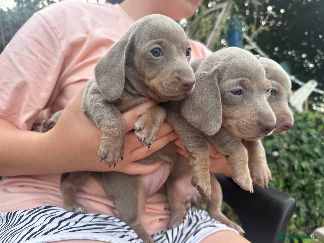Dachshund dogs for sale: Beautiful dachshund puppies  - Image 12