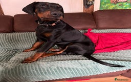 Dobermann dogs for stud: beautiful, healthy& professional Doberman KC&FCI - Image 6