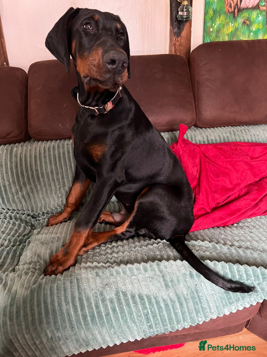 Dobermann dogs for stud: beautiful, healthy& professional Doberman KC&FCI - Image 6
