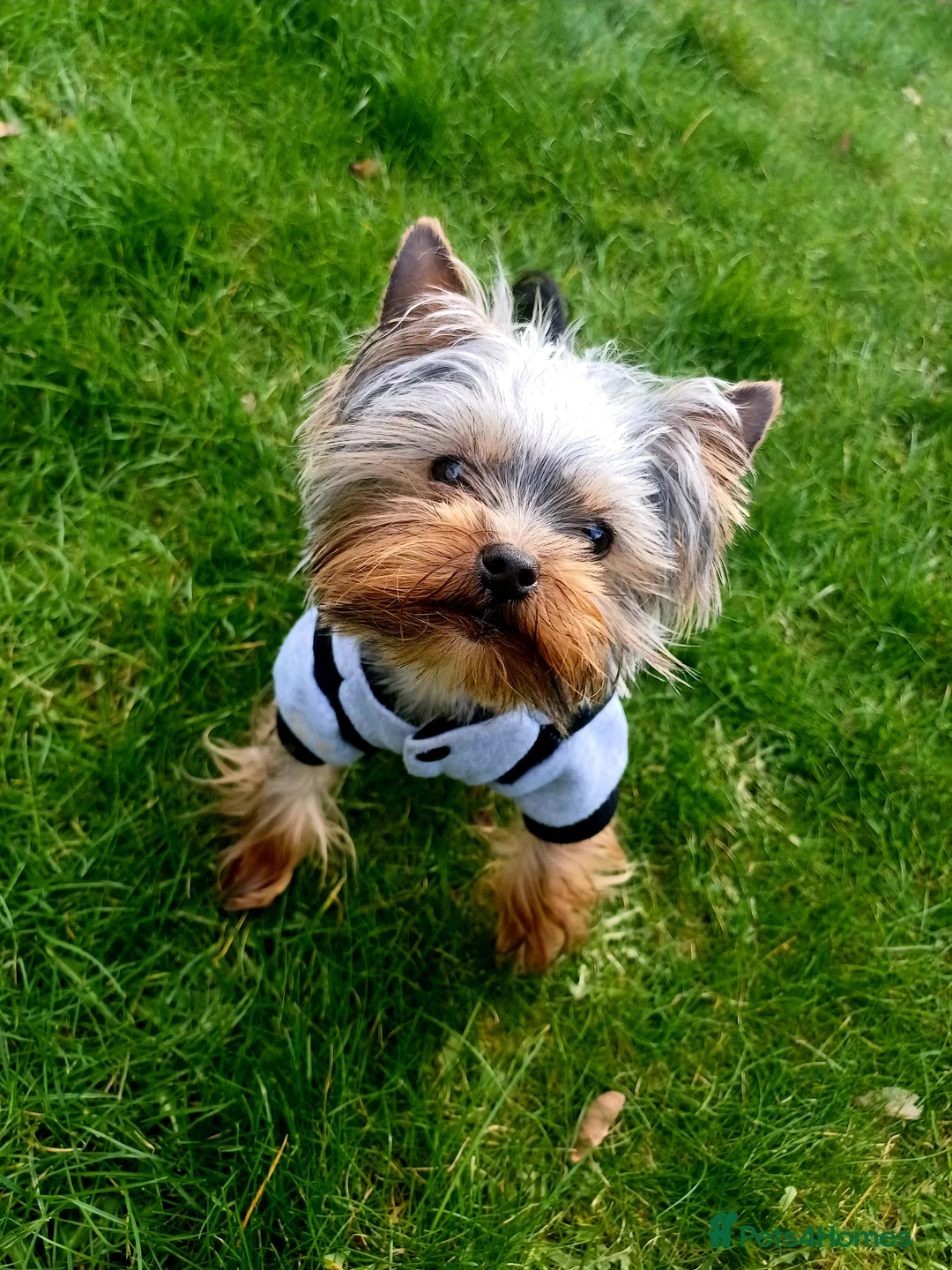 Yorkshire Terrier dogs for stud:  900grams !! The smallest cutest boy in Uk  in Bedford - Advert 9