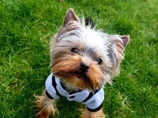 Yorkshire Terrier dogs 900grams !! The smallest cutest boy in Uk - Advert 11