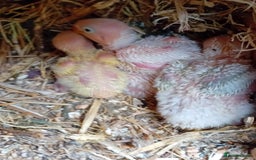 Lovebirds birds for sale: Handfeeding baby bird - Image 2