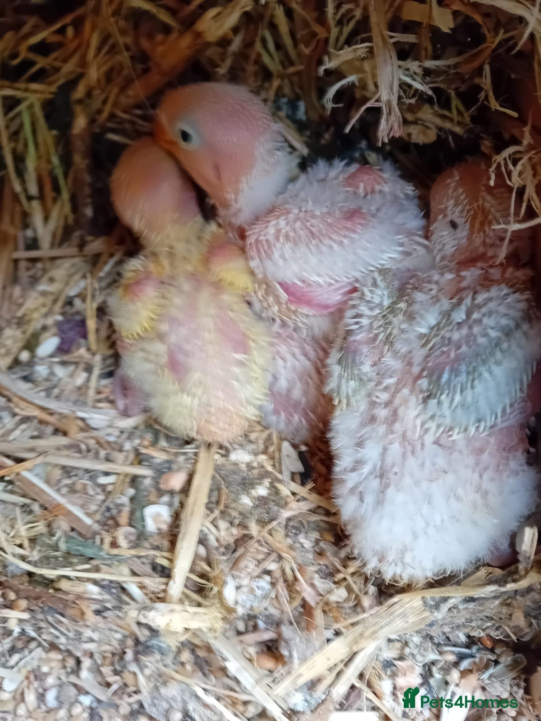 Lovebirds birds for sale: Handfeeding baby bird - Image 2