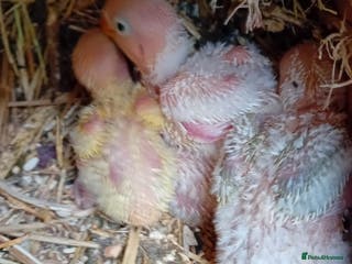 Lovebirds birds 100% split ino baby love bird - Advert 14