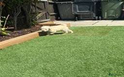 Goldendoodle dogs for sale: F1B GOLDENDOODLE PUPPIES 2 BOYS AVAILABLE  in Farnham - Image 23
