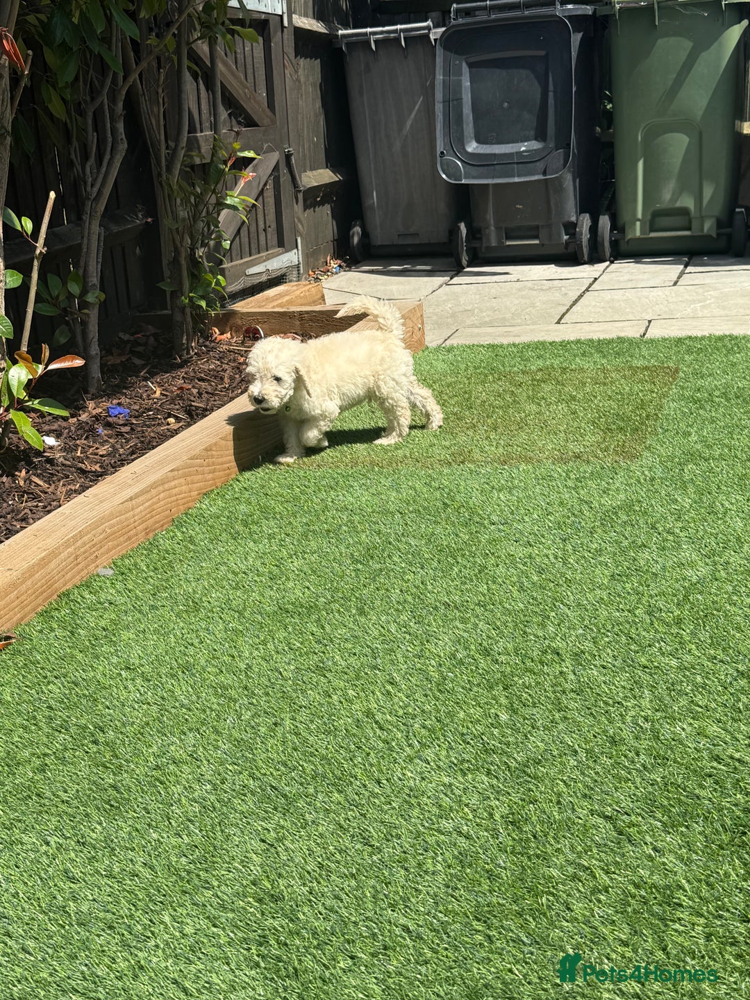 Goldendoodle dogs for sale: F1B GOLDENDOODLE PUPPIES 2 BOYS AVAILABLE  in Farnham - Image 23