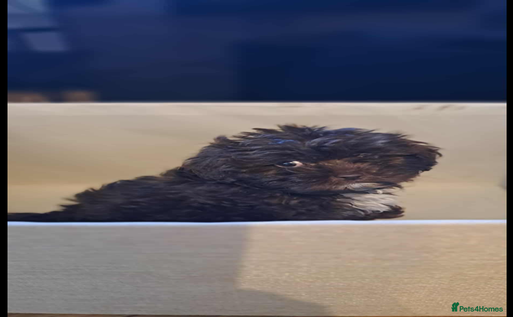Shihpoo dogs - Advert 1