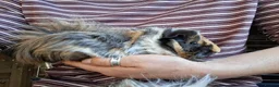 Guinea Pig rodents for sale: 2 stunning brother guinea pigs - Advert 3