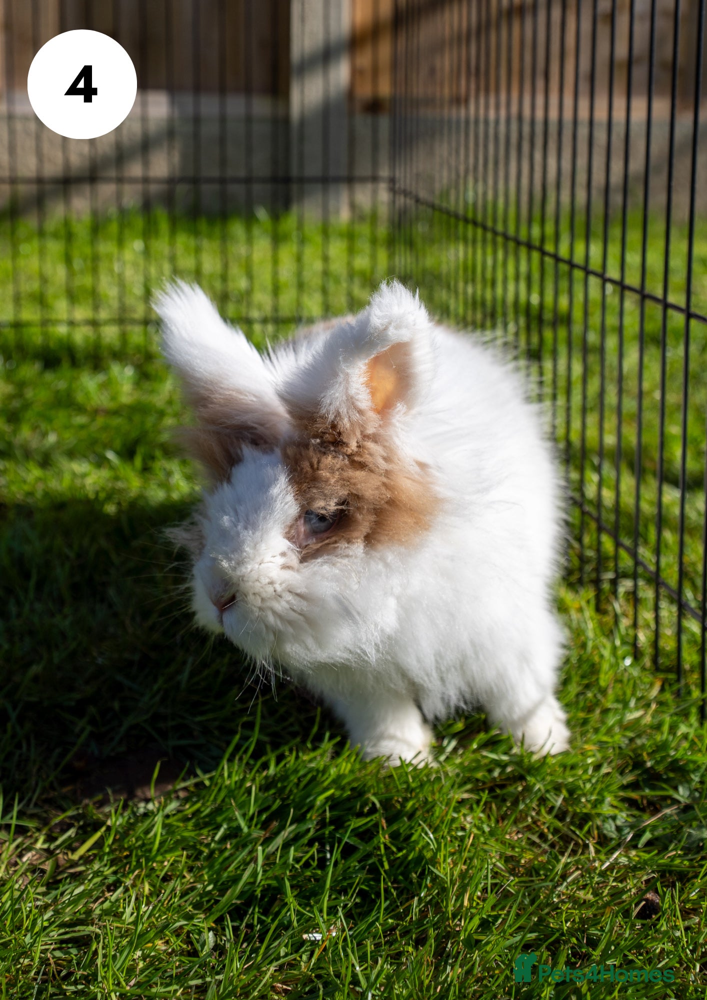 Lionhead rabbits Lionhead & Minilop - 2 Rabbits Looking for Homes - Advert 15