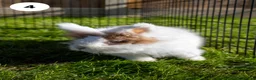 Lionhead rabbits for sale: Lionheads & Minilops - 6 Rabbits Looking for Homes - Advert 9