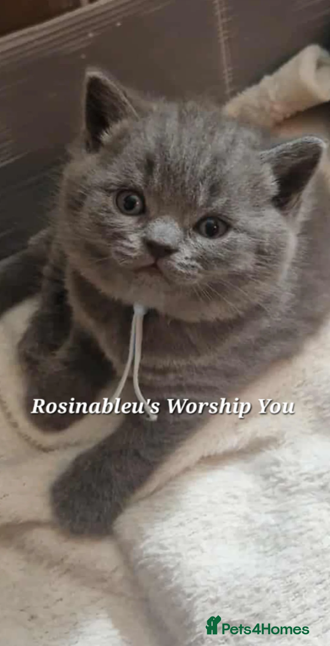 British Shorthair cats for sale:  Gccf British shorthair kittens champion lines 🏆 - Advert 25