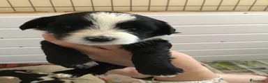 Tibetan Terrier 3