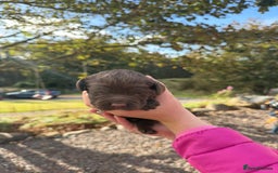 Sprocker dogs for sale: Sprocker pups - Image 4