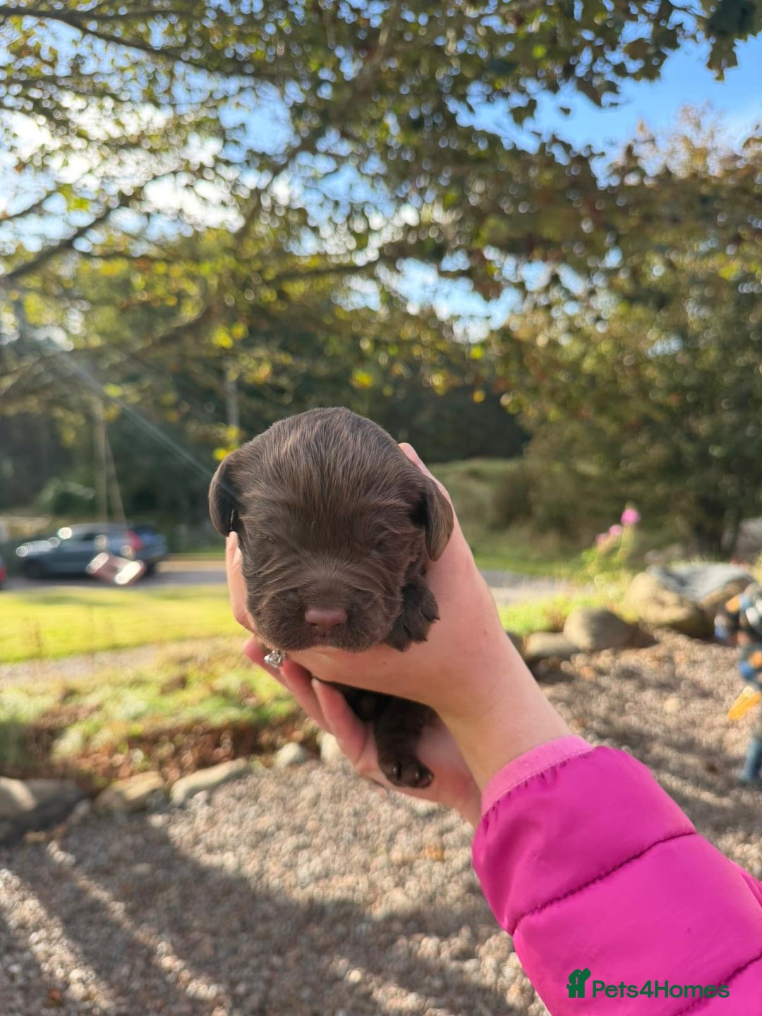 Sprocker dogs for sale: Sprocker pups - Image 4